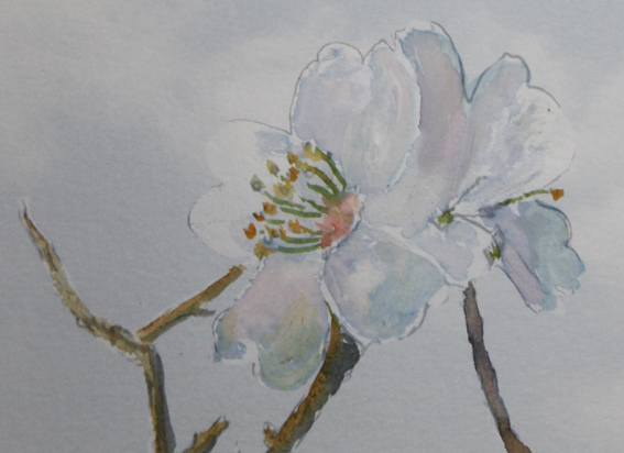 flower of the almond blossom