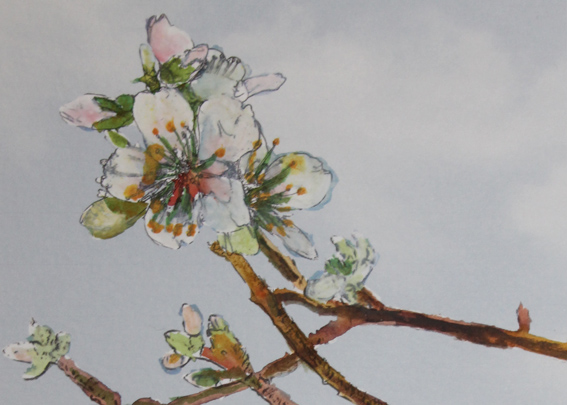 almond blossom flowers