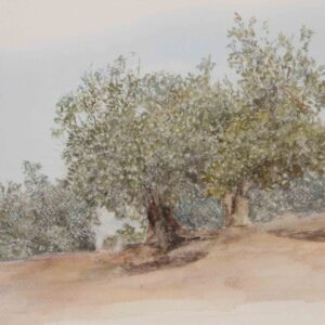 Olive trees 2,  2023