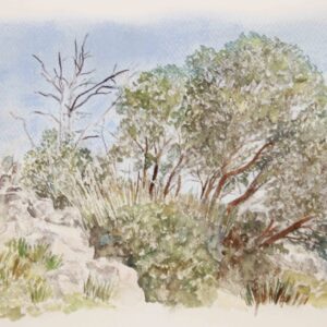 Olive Trees 23a,  2023